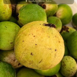 Sprouting Plinia aff. rara Amarela - Apple Flavor, Ultra-Rare (August Pre-Sale)