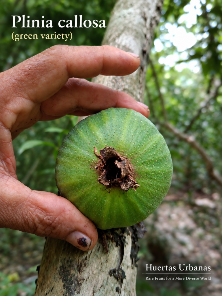 Green-fruited Plinia callosa held beside a hand for size comparison