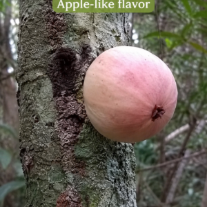 Sprouting Plinia callosa – Pink Fruit & Apple Flavor! (August Pre-Sale)