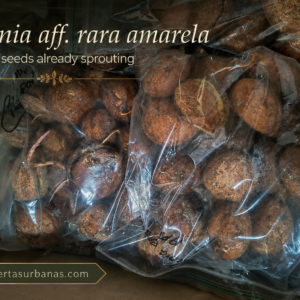 August Collection 2026 — Free Arrival & Seed Condition Report (PDF)