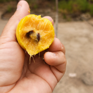 Ultra-Rare Brazilian Pouteria sp. – Collector Sapotaceae Seeds (August Pre-sale)