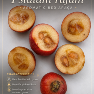 Psidium rufum – Aromatic Red Araçá / Wild Guava (August Pre-Sale)