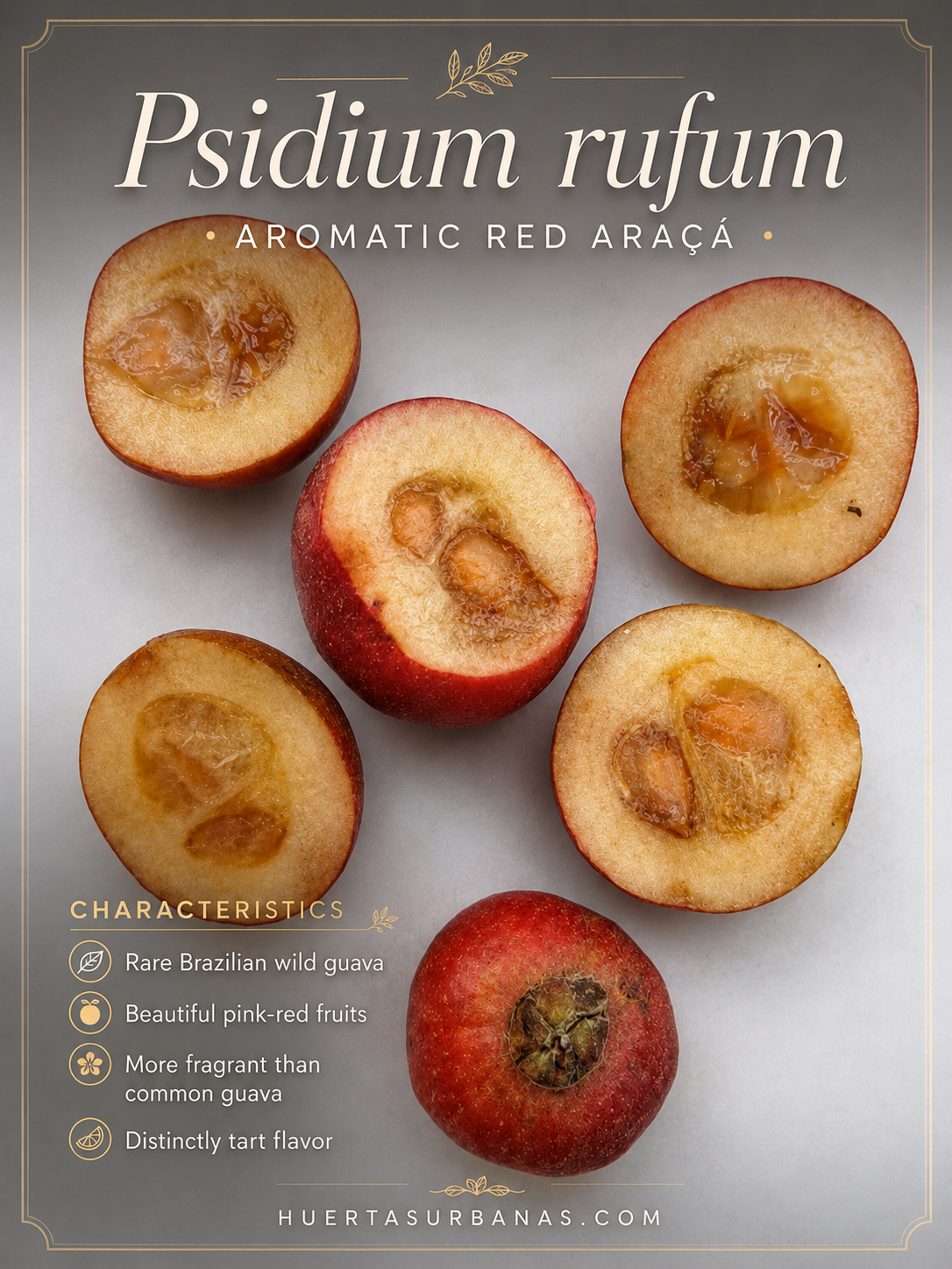 Psidium rufum – Aromatic Red Araçá / Wild Guava (August Pre-Sale)