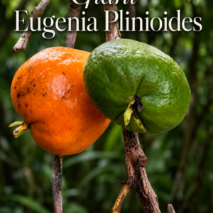 Giant Eugênia plinioides - rare sweet-fruited (July PRE-SALE)