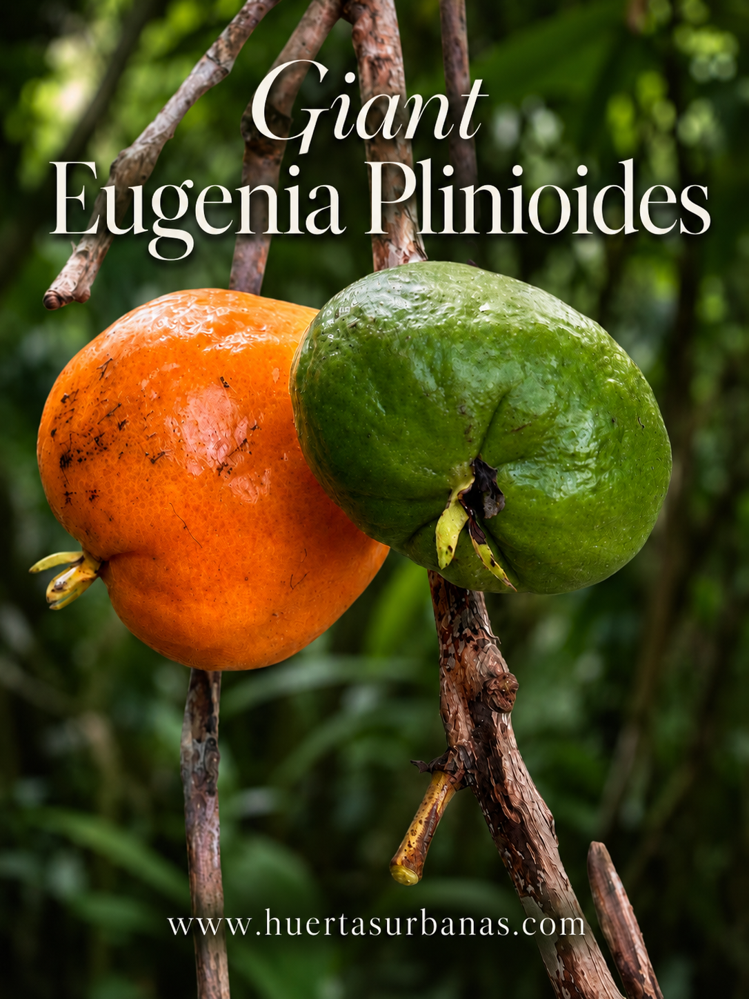 Giant Eugênia plinioides - rare sweet-fruited (July PRE-SALE)