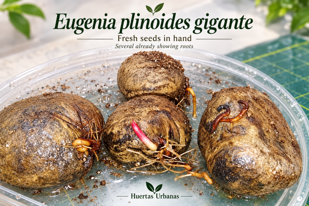 Giant Eugenia Plinioides seeds from a previous batch