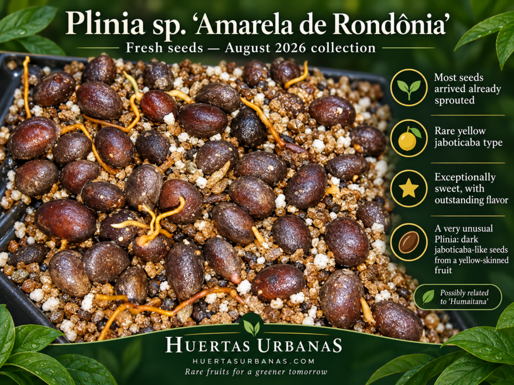 Plinia sp. Amarela de Rondônia small-fruited form seeds