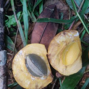 Pouteria “Bulaba” – Latex-Free Pudding-Like Sweet Pulp (August Pre-Sale)