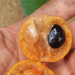 Manilkara aff. maxima “Orange” – Juicy Guava-Paste Flavor, No Latex (August Pre-Sale)