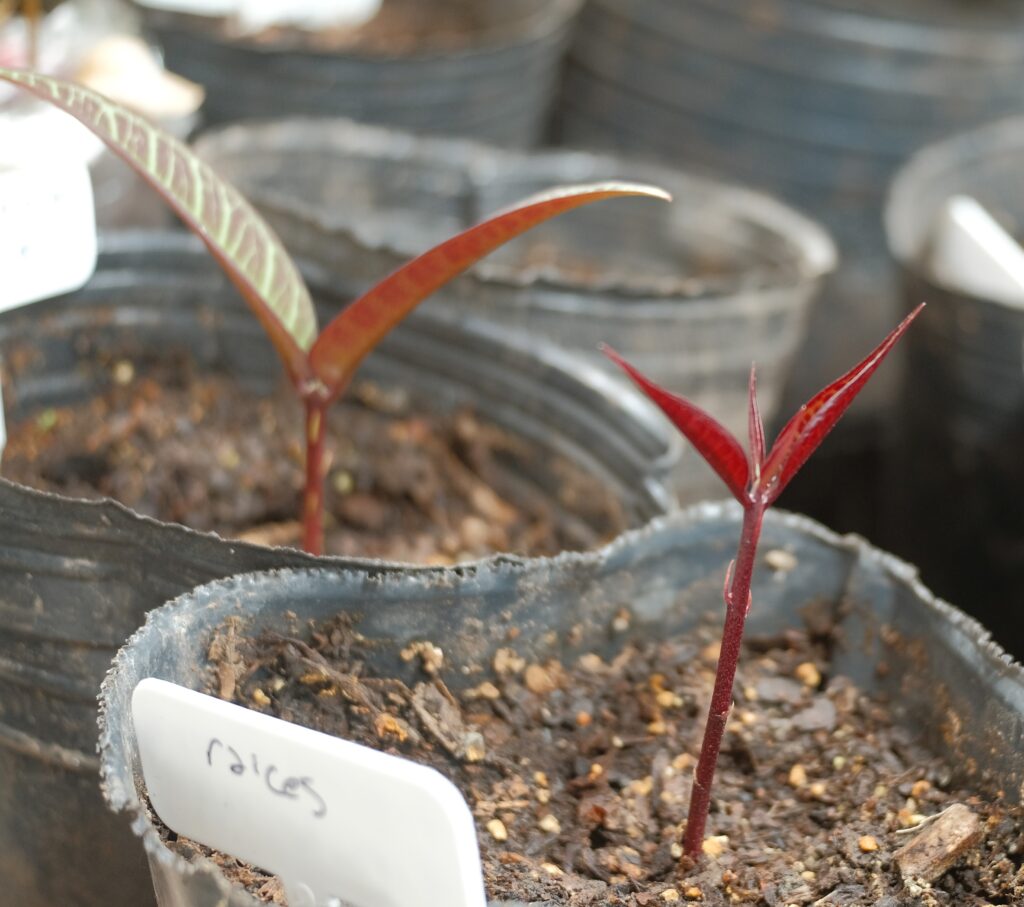 Additional reference photograph of Giant Eugenia Plinioides