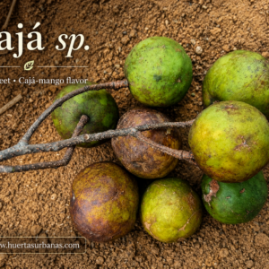 Cajá sp. – Extremely Sweet Round Fruit (September Pre-Sale)