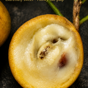 Pouteria macahensis – Extremely Sweet Honey-Like Pulp (August Pre-Sale)