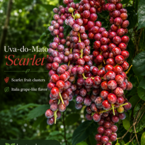 Uva-do-Mato “Scarlet” – Italia Grape Flavor Vine (August Pre-Sale)