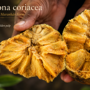 Annona coriacea — Exceptional Maranhão Form, Abundant Golden Pulp (September Pre-Sale)