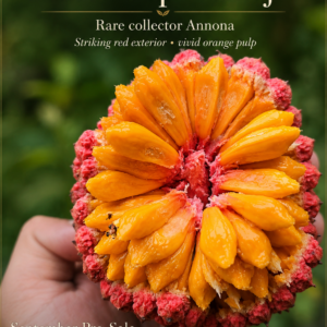 Annona sp. “Ameju” – Extraordinary Red Fruit with Vivid Orange Pulp (September Pre-Sale)