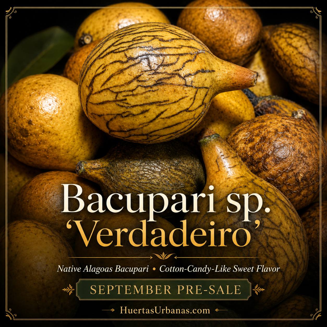 Bacupari sp. “Verdadeiro de Alagoas” – Cotton-Candy Flavor, Rare Brazilian Fruit (September Pre-Sale)