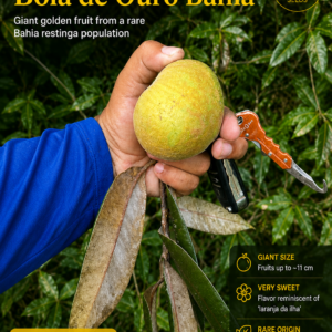 Giant Eugenia “Bola de Ouro Bahía” - Golden Fruit (September Pre-Sale)+ VIDEO