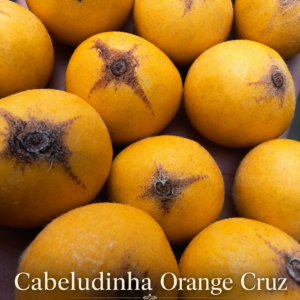 Cabeludinha Orange Cruz – Rare Brazilian Collector Myrtaceae (September Pre-Sale)