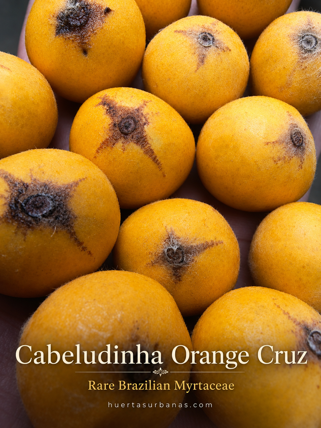 Cabeludinha Orange Cruz – Rare Brazilian Collector Myrtaceae (September Pre-Sale)