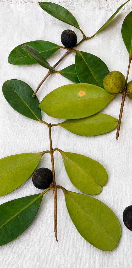 Plinia sp. Flavonoides opened fruit showing black skin, wine-red rind and translucent amber pulp