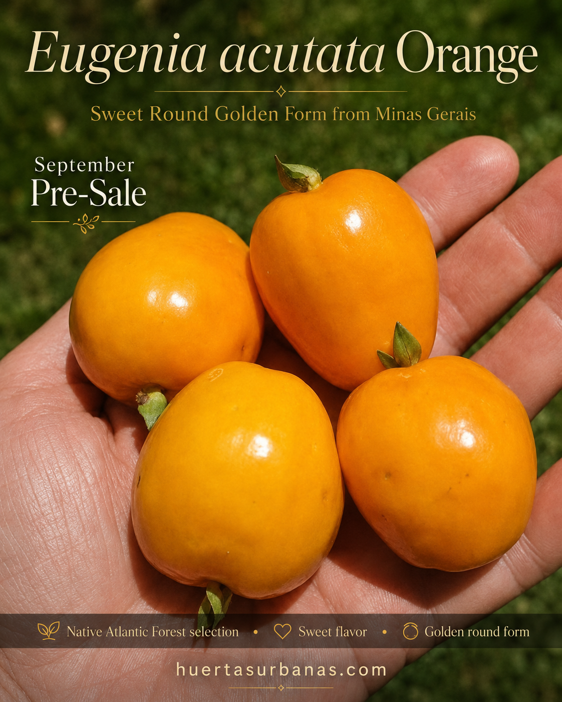 Eugenia acutata Orange – Sweet Round Golden Form from Minas Gerais (September Pre-Sale)