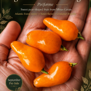 Eugenia acutata Orange – Prized Pear-Shaped Sweet Fruit (September Pre-Sale)