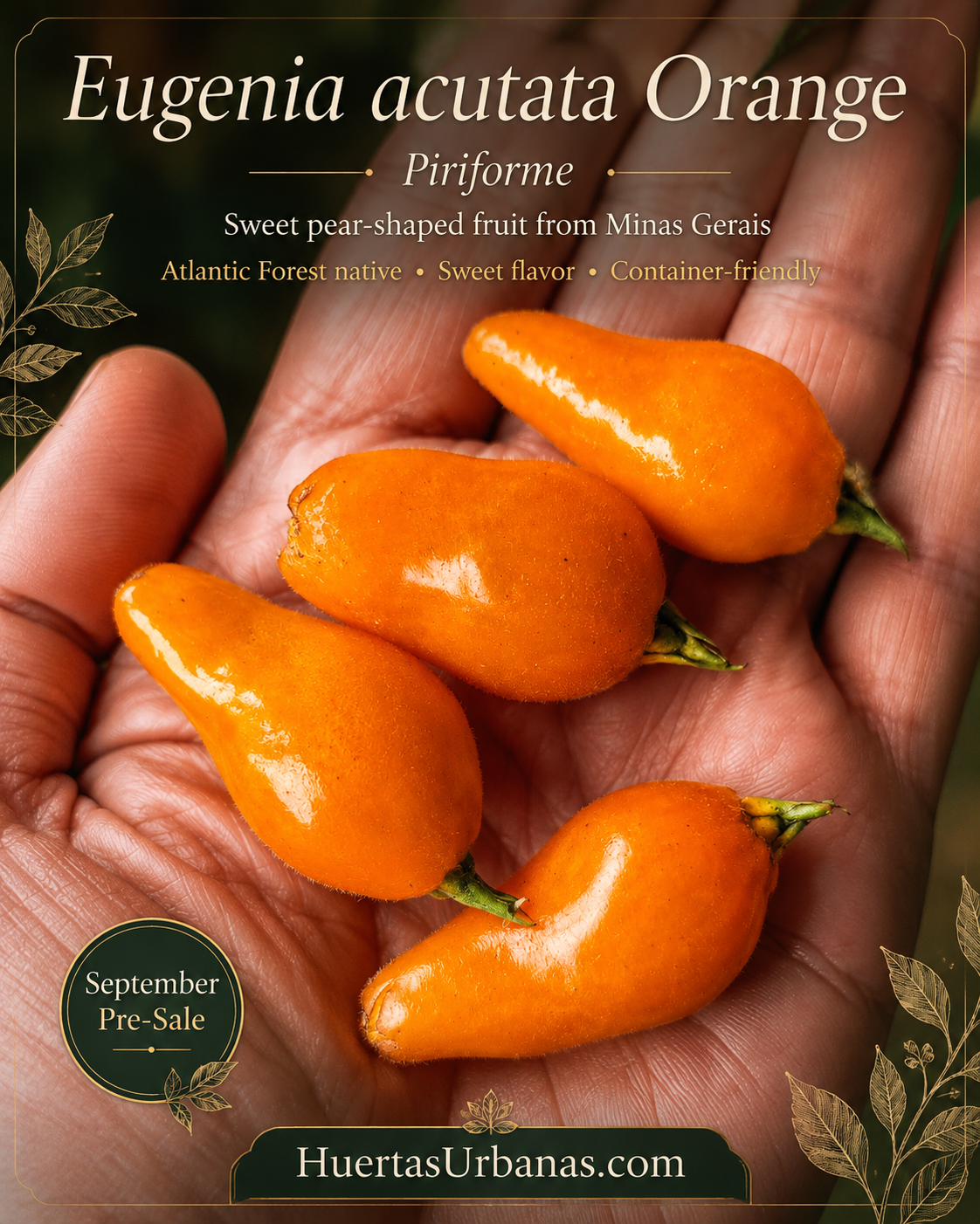 Eugenia acutata Orange – Prized Pear-Shaped Sweet Fruit (September Pre-Sale)