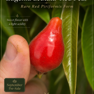 Eugenia acutata – Rare Red Pear-Shaped Form, Sweet & Lightly Tart (September Pre-Sale)