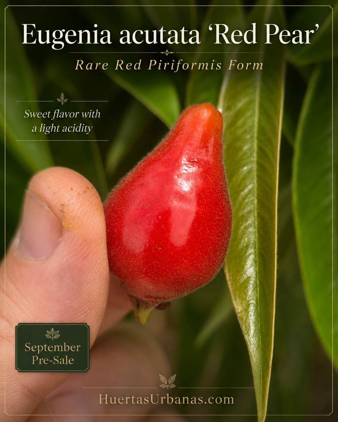 Eugenia acutata – Rare Red Pear-Shaped Form, Sweet & Lightly Tart (September Pre-Sale)
