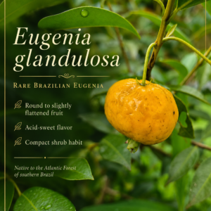 Eugenia sp. “Glandulosa Amarela” – Compact 6 cm Sweet-Tart Yellow Fruit (September Pre-Sale)
