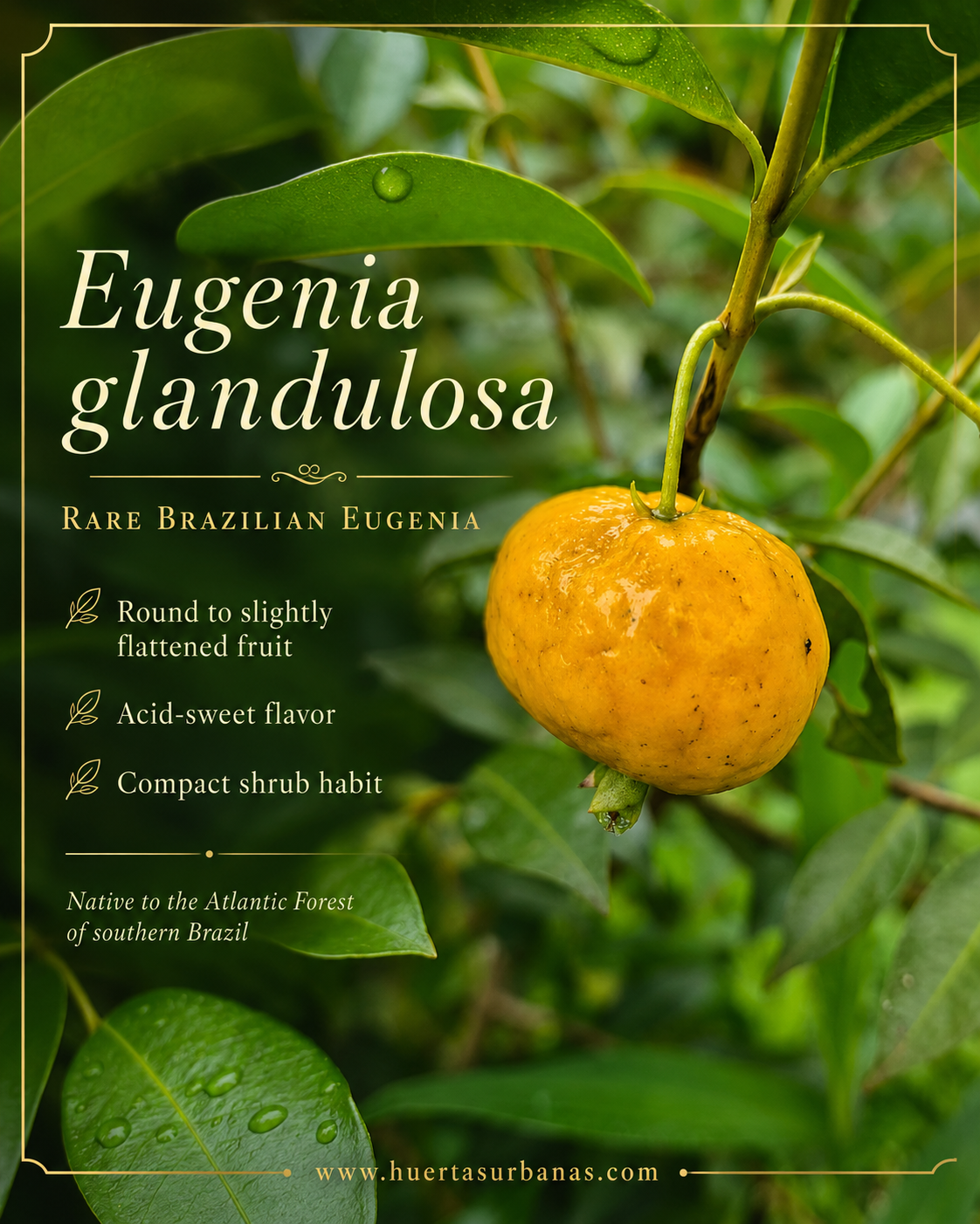 Eugenia sp. “Glandulosa Amarela” – Compact 6 cm Sweet-Tart Yellow Fruit (September Pre-Sale)