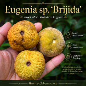 Eugenia sp. “Brijida” – Large Textured Golden Fruit, Excellent Flavor (September Pre-Sale)
