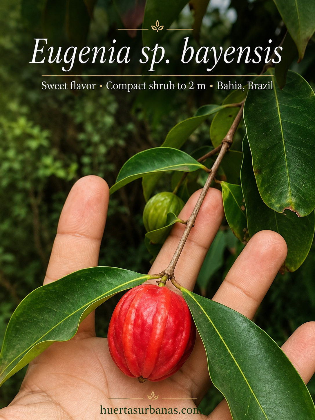 Eugenia sp. “Bayensis” – Sweet & Very Juicy Red Bahia Fruit, Compact Tree (September Pre-Sale)