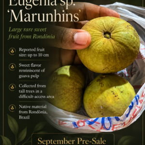 Eugenia sp. “Marunhins” – Giant 10 cm Sweet Fruit from Rondônia (September Pre-Sale)