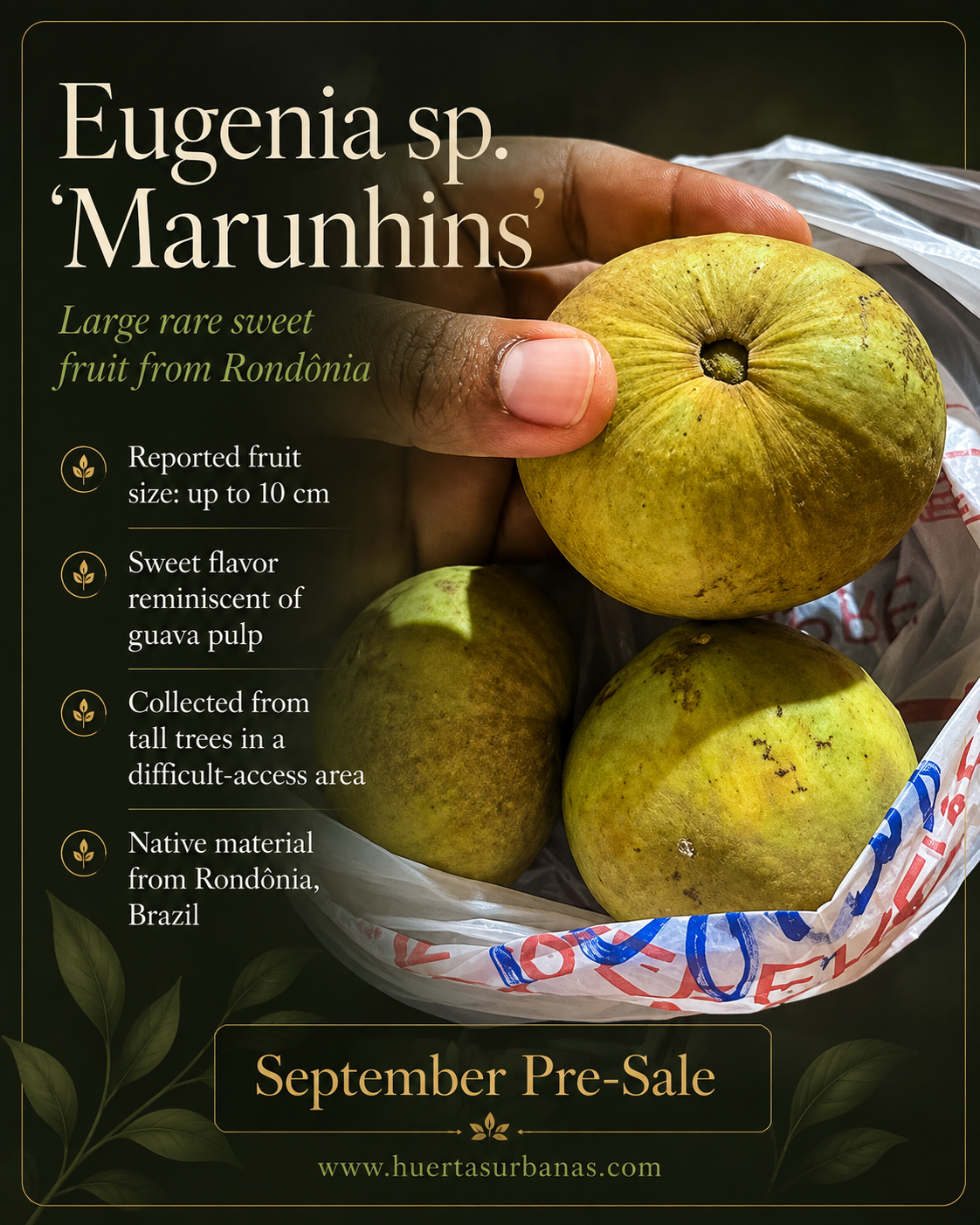 Eugenia sp. “Marunhins” – Giant 10 cm Sweet Fruit from Rondônia (September Pre-Sale)