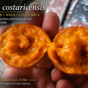 Plinia costaricensis – Newly Described Costa Rican Plinia with Giant Mango-Flavored Fruit (September Pre-Sale)