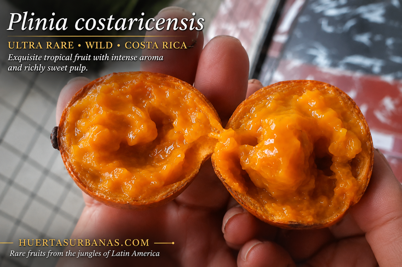 Plinia costaricensis – Newly Described Costa Rican Plinia with Giant Mango-Flavored Fruit (September Pre-Sale)