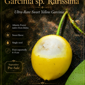 Garcinia sp. “Rarissima” – Very Sweet 6–8 cm Yellow Fruit from Bahia (September Pre-Sale)