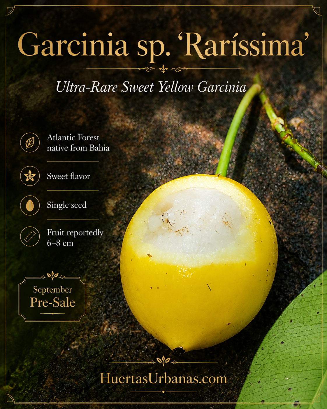 Garcinia sp. “Rarissima” – Very Sweet 6–8 cm Yellow Fruit from Bahia (September Pre-Sale)