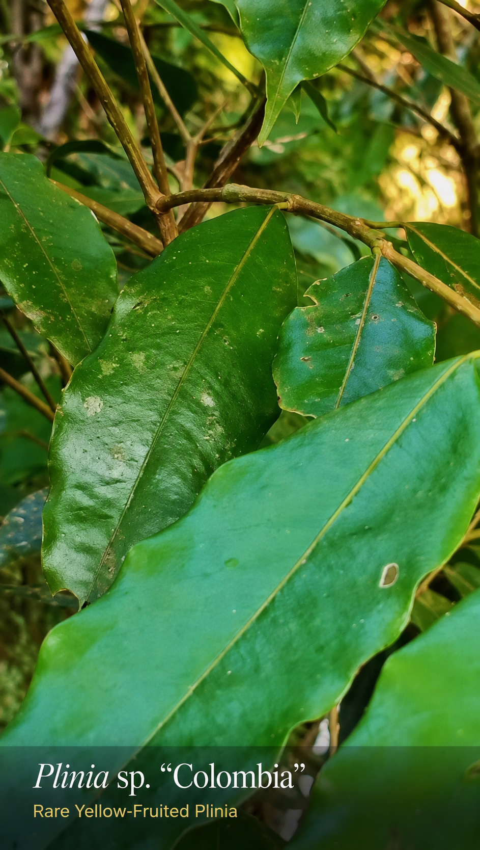 Leaves and growing habit of the Plinia sp. Colombia source tree