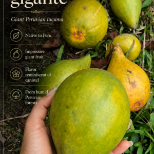 Sapotaceae sp. “Giant Lucuma” – Colossal Fruit, Canistel-Like Flavor (September Pre-Sale) (VIDEO)