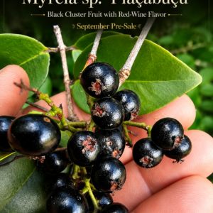 Myrcia sp. “Piaçabuçu” – Black Cluster Fruit with Red-Wine Flavor (September Pre-Sale)