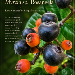 Myrcia sp. “Rosangelea” – Ultra-Rare Dark Fruit with Ruby-Grape Flavor (September Pre-Sale)