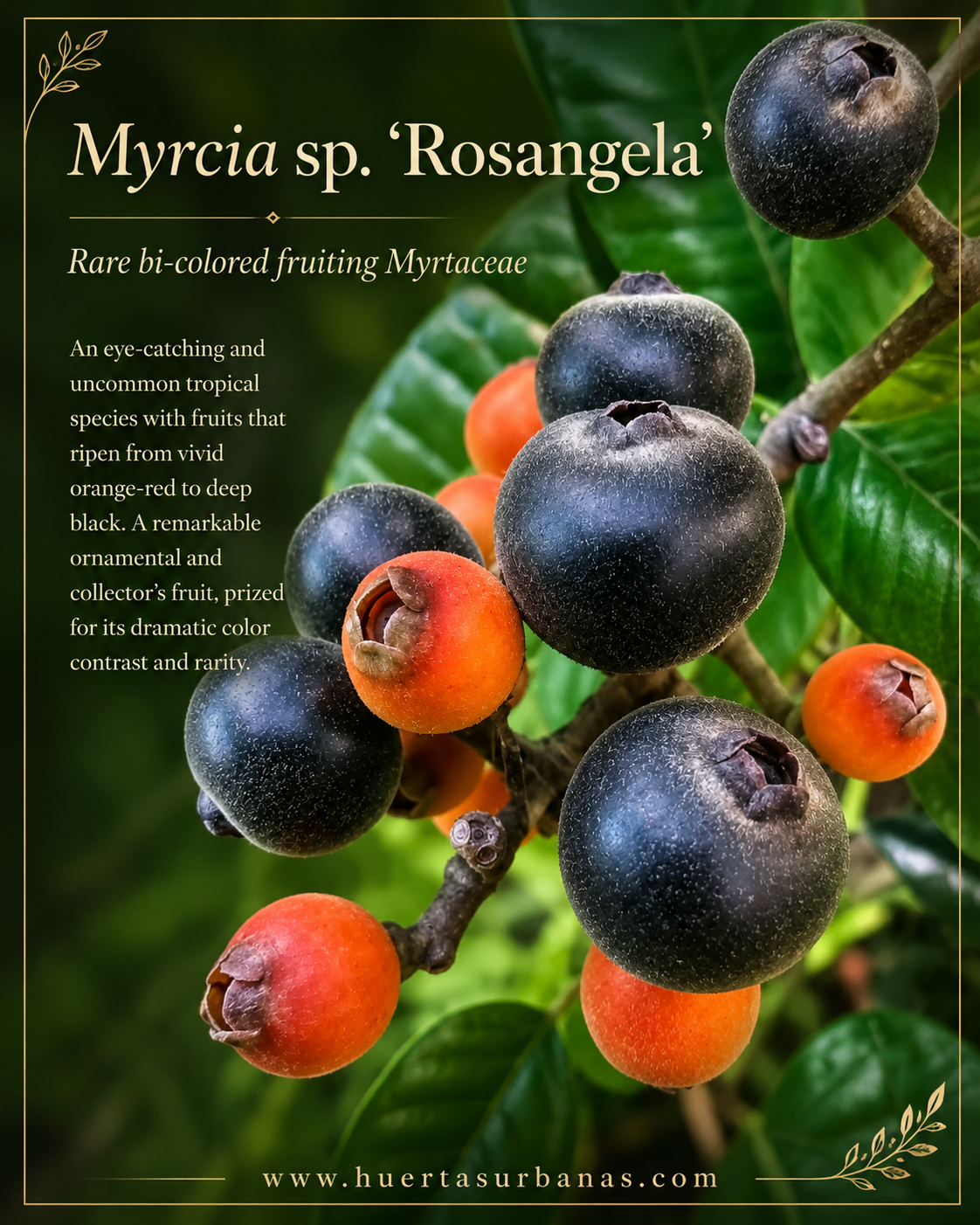 Myrcia sp. “Rosangelea” – Ultra-Rare Dark Fruit with Ruby-Grape Flavor (September Pre-Sale)