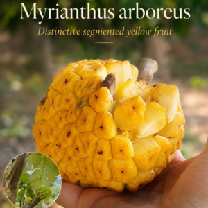 Myrianthus arboreus – Giant Yellow Mulberry / Sweet Pineapple Flavor (September Pre-Sale)