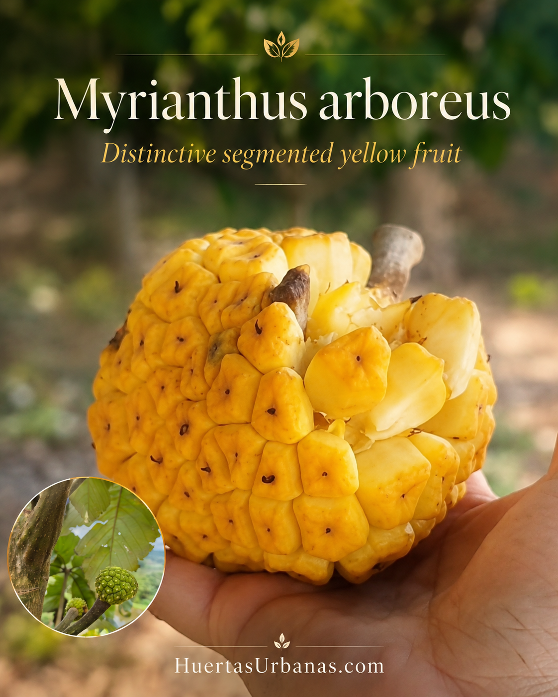 Myrianthus arboreus – Giant Yellow Mulberry / Sweet Pineapple Flavor (September Pre-Sale)