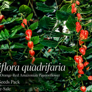 Passiflora quadrifaria – Spectacular Orange-Red Amazonian Passionflower, Ultra-Rare Collector Species (August Pre-Sale) – 10 Fresh Seeds Pack