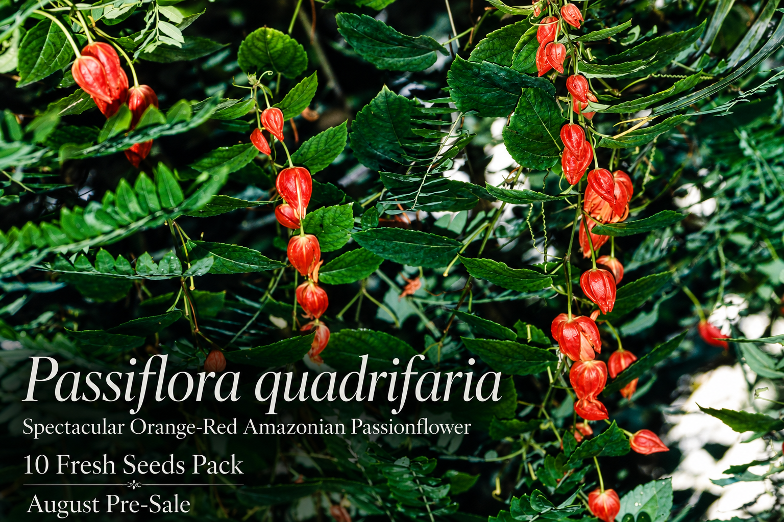 Passiflora quadrifaria – Spectacular Orange-Red Amazonian Passionflower, Ultra-Rare Collector Species (August Pre-Sale) – 10 Fresh Seeds Pack