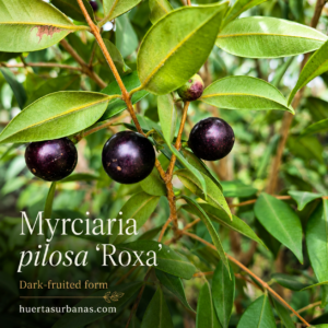 Myrciaria pilosa Roxa – Rare Purple-Black Fruited Brazilian Myrtaceae (September Pre-Sale)