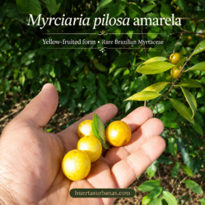 Myrciaria pilosa Amarela – Rare Golden-Fruited Brazilian Myrtaceae (September Pre-Sale)
